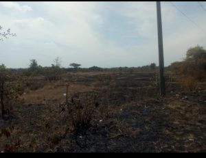 Pembakaran Lahan Kosong di Sidayu Membuat Ekosistem Lingkungan Tidak Sehat