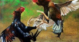 Nekat Gelar Judi Sabung Ayam di Tengah Pandemi, Polisi Berhasil Amankan 8 Orang