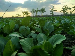 FAKTOR – FAKTOR YANG MEMPENGARUHI PRODUKSI SAWI HIJAU