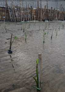 Budidaya Tambak Udang Vaname Percepat Perekonomian Masyarakat di Pulau Bawean
