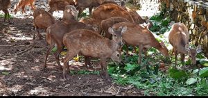 Rusa Bawean Sebagai Satwa Butuh Perhatian dari Pemkab Gresik