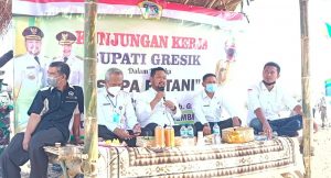 Petani Desa Gredek Wadul Bupati GUS YANI Keluhkan Maraknya  Hama Tikus