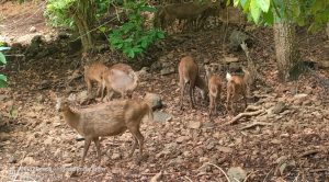 Penangkaran Rusa Bawean di Kawasan Wisata Mombhul Diduga llegal, Mana Peran KSDA