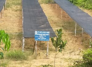 Dugaan Tindak Pidana Ilegal Logging Dan Penggelapan Oknum Direktur PT.WRA Semakin Kuat Berkat Audit Dari Auditor PT. WRA