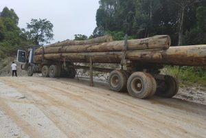 Kesaksian Para Mantan Karyawan, Diduga Terjadi Ilegal Logging Oknum Direktur PT. WRA