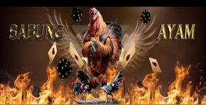 Tidak Pernah Kapok.!!!Pernah Digerebek  Judi Sabung Ayam, Buka Lagi di Tempat yang Sama