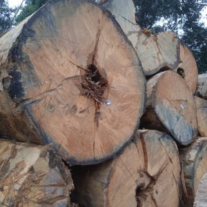 Penegakan Hukum Ditjen Gakkum Kementerian LHK Dinilai Lamban Atas Laporan Tindak Pidana Ilegal Logging PT.WRA
