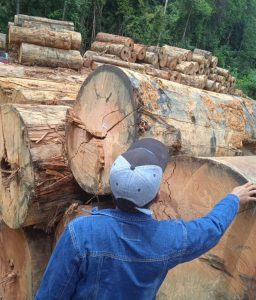 Rekaman Percakapan Membuktikan Adanya Kegiatan Ilegal Logging Yang Diduga Dilakukan Oleh Oknum Direktur PT. WRA