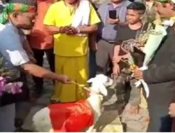 Satreskrim Polres Gresik Pro Aktif Periksa 18 Saksi Terkait Kasus Pernikahan Manusia dengan Kambing di Benjeng