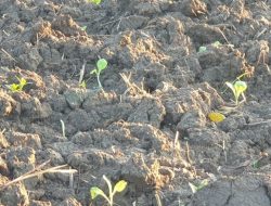 Di Tengah Cuaca yang Kurang Mendukung, Petani TEMBAKAU Tetap Semangat dan Optimis