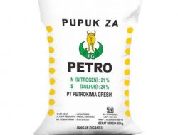 Harga Pupuk Jenis ZA Melambung dan Sulit Didapat, Petani Mengeluh dan Pesimis
