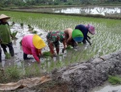 Babinsa Koramil 0817/13 Ujungpangkah Damping Warga Desa Binaan Tanam Padi