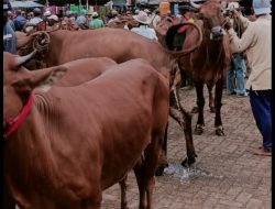 Harga Sapi Anjlok  di Pasar Blega, Gegara Minimnya Daya Beli Masyarakat