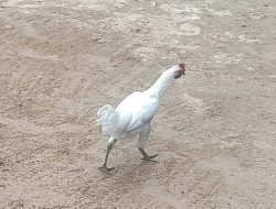 Lebaran Ketupat Membawa Berkah Bagi Peternak Ayam Kampung di Omben