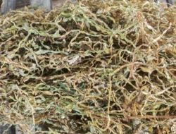 Tembus 70ribu, Harga Tembakau Rajang Madura 2023 Jadi Rekor Bagi Petani