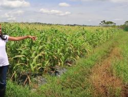 Berkebun dan Konsumsi Sayuran Organik Ala Mellyana Manuhutu