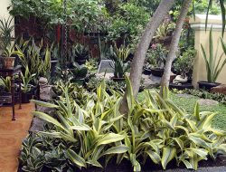 Polusi Hilang Dengan Tanaman Hias