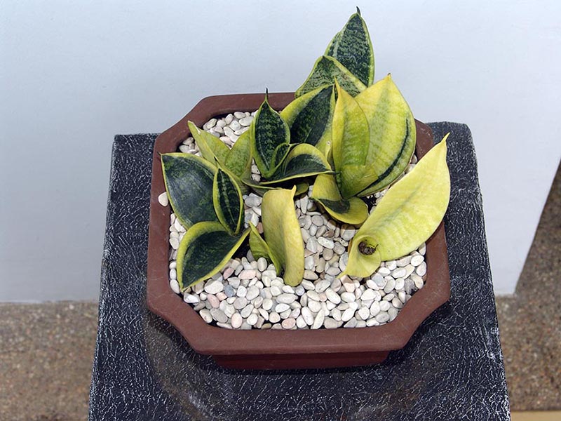 Sansieviera alternatif tanaman penyerap polutan di ruangan 