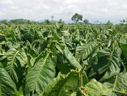 Musim Panen Tembakau di Pamekasan, Disperindag Terjunkan Tim Pemantau