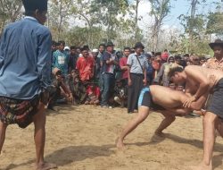 Ritual Mengharap Hujan Turun, Masyarakat Nyalabu Daya Pamekasan Gelar Gulat Okol