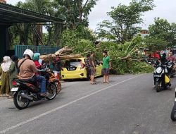 Mobil Jazz Milik Warga Tejah Pamekasan Ringsek Tertimpa Pohon Tumbang
