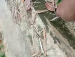 Terkesan Asal Jadi, Ketua GMBI KSM Sangkapura distrik Gresik Soroti Proyek JUT Desa Sungairujing