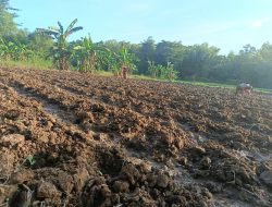 Petani Tembakau Rajang di Sampang Mulai Antusias Bercocok Tanam