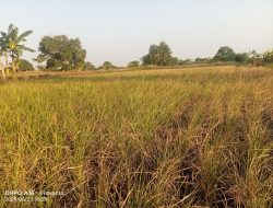 Dampak Padi Mengering dan Mati, Petani Merugi Hingga Ratusan Juta Rupiah di Lamongan