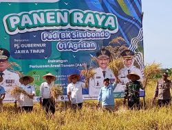 Bupati Situbondo Karna Suswandi Bersama PJ Gubernur Jatim Karyono Gelar Panen Raya Padi BK 01 Agritan