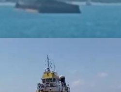 Tugboat Rimau 31 Muatan Batu Bara Kandas dan Tabrak Karang di Perairan Bawean, Ini Respon Aktivis Peduli Konservasi