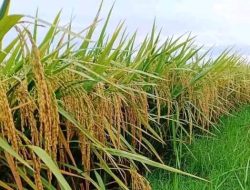 Miris, Padi Petani di Lamongan Dipanen dan Dijual Tanpa Konfirmasi Pemilik Lahan