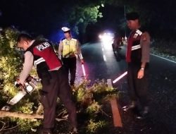 Evakuasi Pohon Tumbang di Jalan Utama Gilimanuk-Denpasar, Polsek Kawasan Pelabuhan Gilimanuk Pastikan Arus Lalu Lintas Kembali Lancar