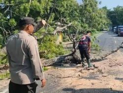 Pengendara Motor Tewas Tertimpa Pohon Di Ruas Jalan Maospati Ngawi