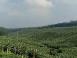 Mungkinkah Indonesia Menuju Kemandirian Pangan di Tengah Lahan Pertanian yang Semakin Kritis?