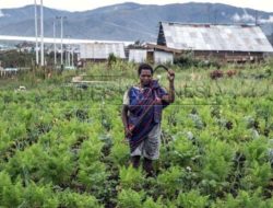 Evaluasi Adaptasi Pertanian Terhadap Pertumbuhan Iklim dan Kebijakan Pertanian di Provinsi Papua Barat