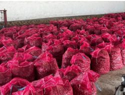 Bawang Merah Probolinggo Harapan Ekonomi yang Dihadang Biaya Produksi