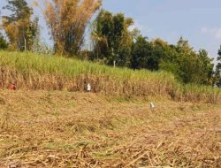 Produksi Tebu Terpuruk, Petani Was Was: Dampak Ekonomi Cuaca Ekstrem di Kabupaten Blitar