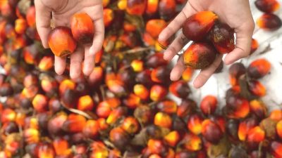Indonesia Harus Jadi Penentu Harga Sawit Dunia