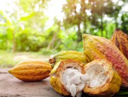Harga Kakao Dunia Meningkat: Bagaimana Peluang, Hambatan dan Upaya Ekspor Kakao Indonesia