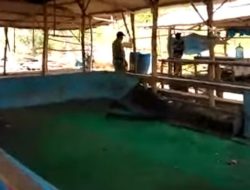 Aktifitas Perjudian di Desa Sumberanyar Berjalan Mulus Tanpa Hambatan, Diduga ada Keterlibatan Oknum Aparat