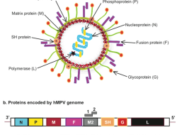 Merebaknya Virus HMPV Di China,Potensikah Masuk Indonesia??,Simak Penjelasannya :