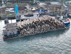 Berkas Perkara Lengkap, Kemenhut Siap Limpahkan Perkara Illegal Logging Ribuan Batang Kayu di Mentawai ke Kejaksaan
