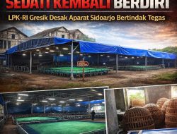 Arena Sabung Ayam Sedati Kembali Berdiri, LPK-RI Gresik Desak Aparat Sidoarjo Bertindak Tegas