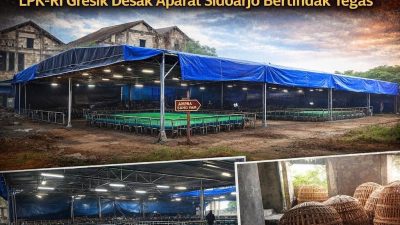 Arena Sabung Ayam Sedati Kembali Berdiri, LPK-RI Gresik Desak Aparat Sidoarjo Bertindak Tegas