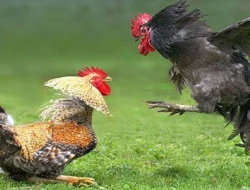 Adanya Judi Sabung Ayam,Kanit Reskrim Polsek Cerme Akan Tindak Tegas