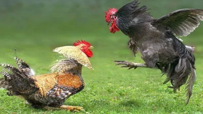 Adanya Judi Sabung Ayam,Kanit Reskrim Polsek Cerme Akan Tindak Tegas