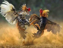 Aktivitas Judi Sabung Ayam di Menganti,Warga Minta Polres Gresik Turun Tangan