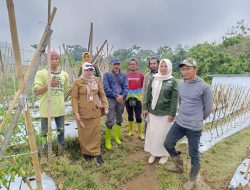 Perkuat Kedaulatan Pangan Madiun, BUMDes Wilis Lestari Desa Kare Sukses Cetak Panen Raya Hortikultura Berkelanjutan