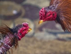 Respon Cepat Kasatreskrim Polrestabes Surabaya, Adanya Sabung Ayam di Surabaya