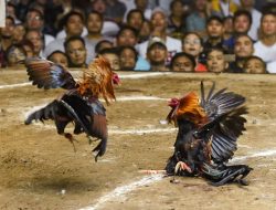 Perjudian Sabung Ayam Marak di Warugunung Surabaya,Aparat Diminta Untuk Bertindak